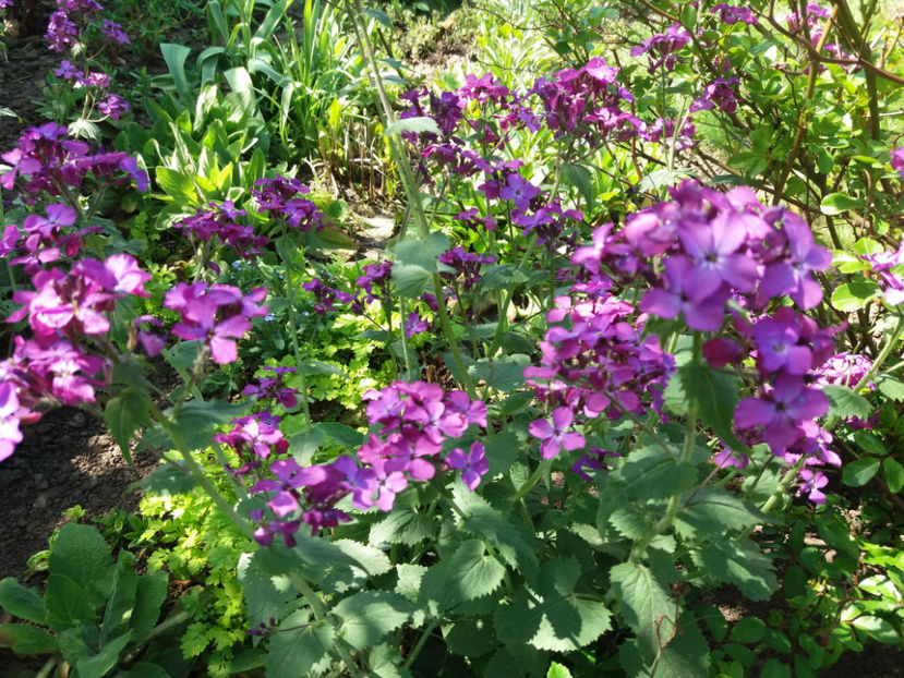 Picture 00 - Gradina 2018