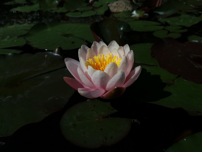 Picture 108 - Gradina 2018