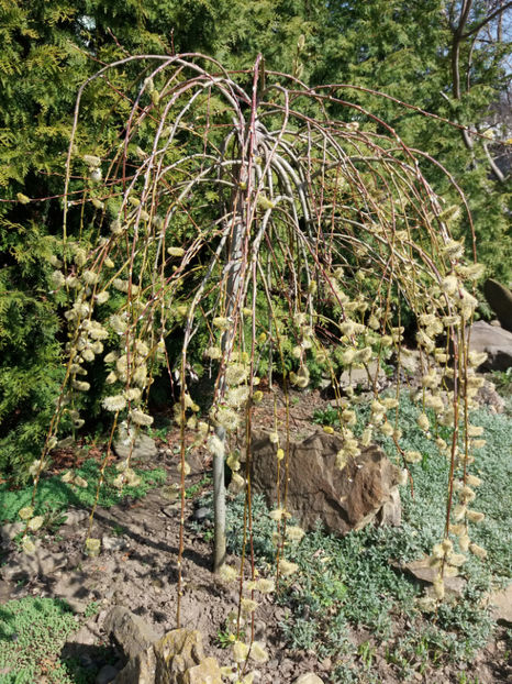 Picture 003 - Gradina 2018