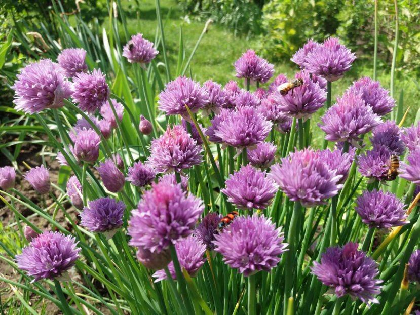 Picture 218 - Gradina 2018