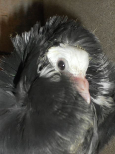 un pui promitator - a gulerati iacobini