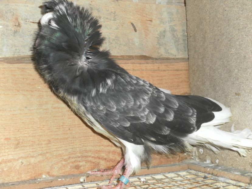 SAM_0063 - a gulerati iacobini