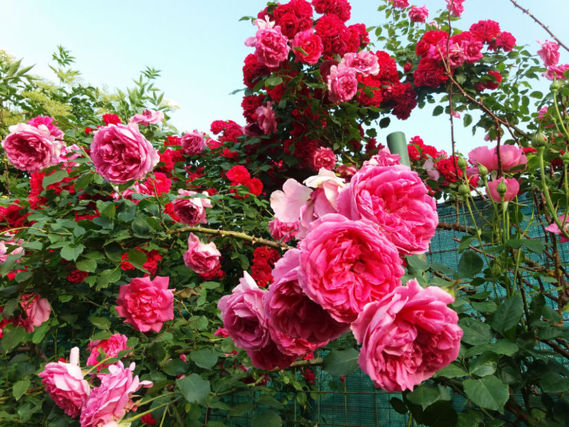 Picture 213 - Gradina 2018