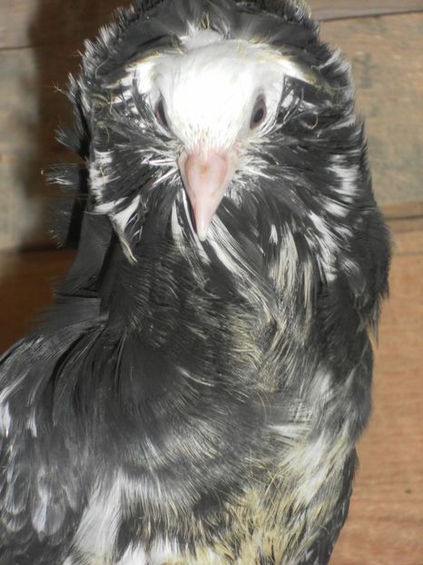 SAM_0078 - a gulerati iacobini