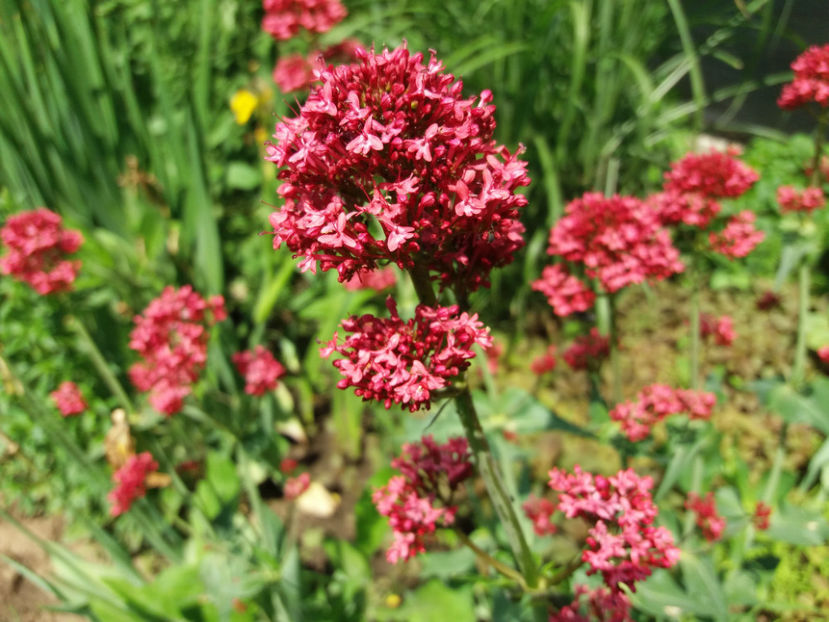 Picture 214 - Gradina 2018