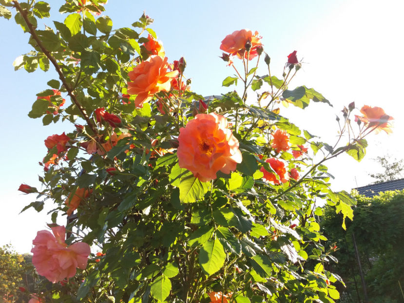 Picture 147 - Gradina 2018