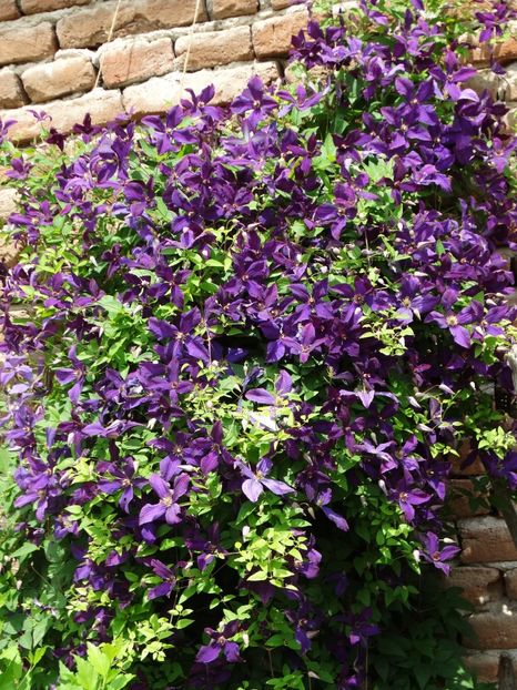  - Plante in gradina 2018