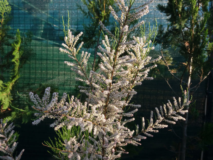 Picture 151 - Gradina 2018