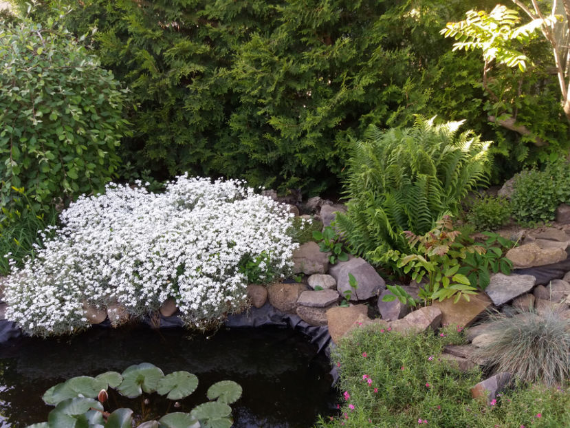 Picture 154 - Gradina 2018