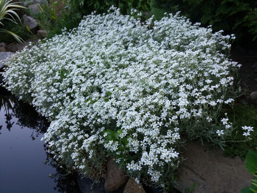 Picture 155 - Gradina 2018