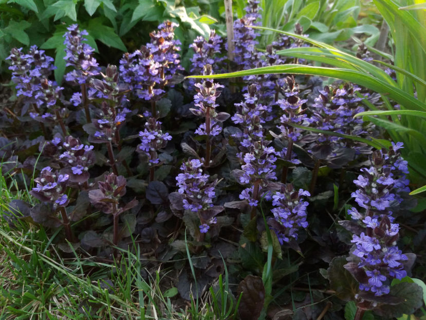 Picture 157 - Gradina 2018