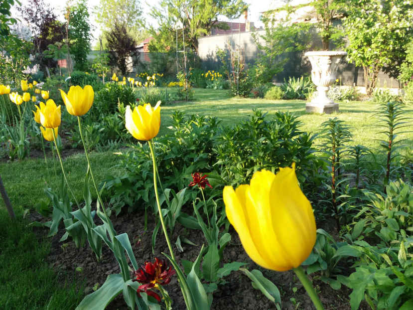 Picture 000 - Gradina 2018