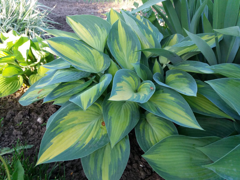 Picture 166 - Gradina 2018