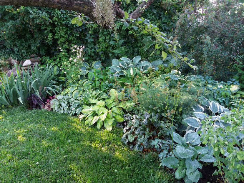 Picture 170 - Gradina 2018