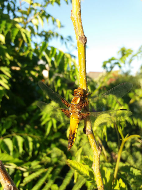 Picture 171 - Gradina 2018