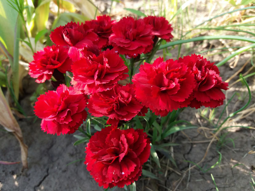 Picture 182 - Gradina 2018