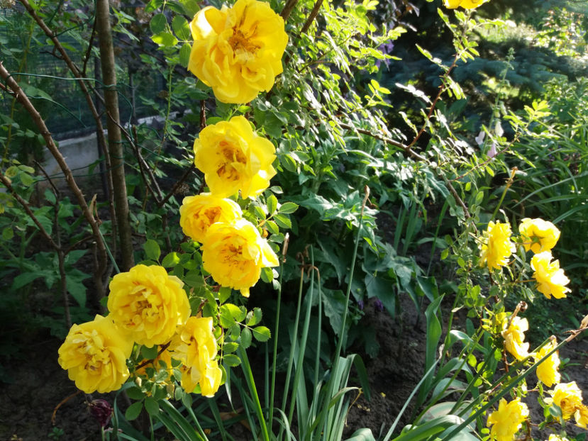 Picture 183 - Gradina 2018