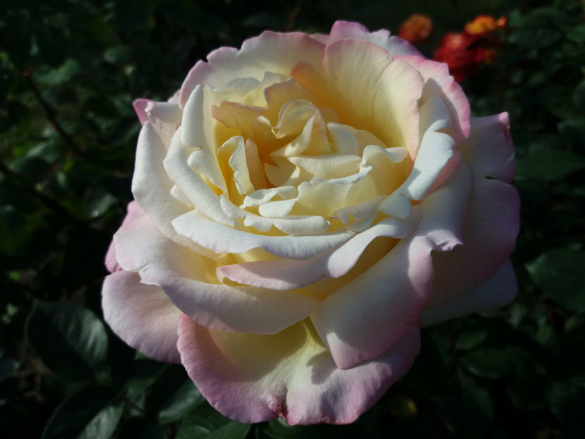 Picture 188 - Gradina 2018