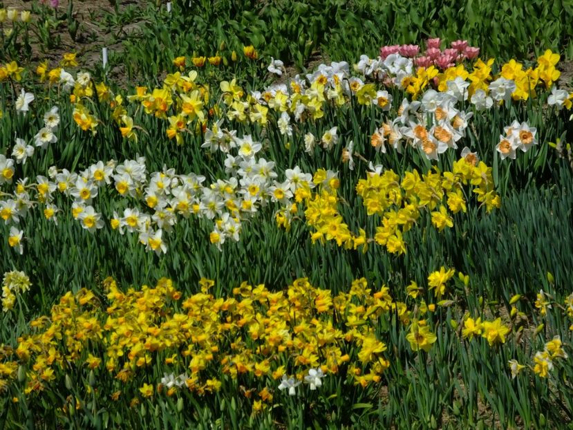 12.04.2018 - 2018_03_Narcise_I