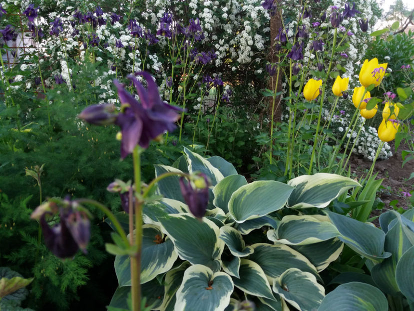 Picture 00 - Gradina 2018