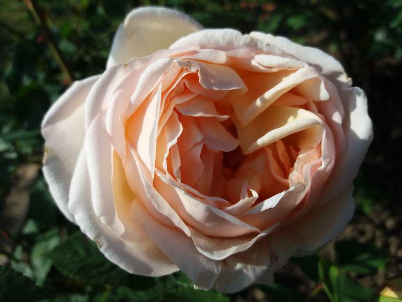 Picture 175 - Gradina 2018