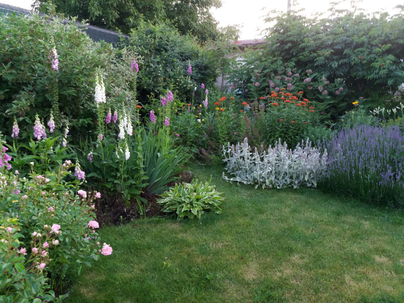 Picture 227 - Gradina 2018