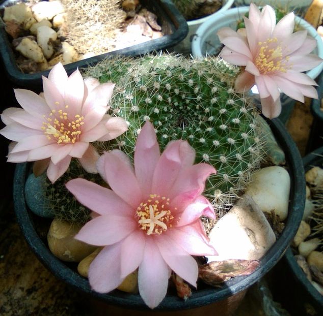 rebutia kariusiana - Cactusi 2018