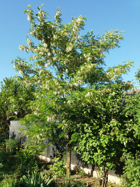 Picture 198 - Gradina 2018