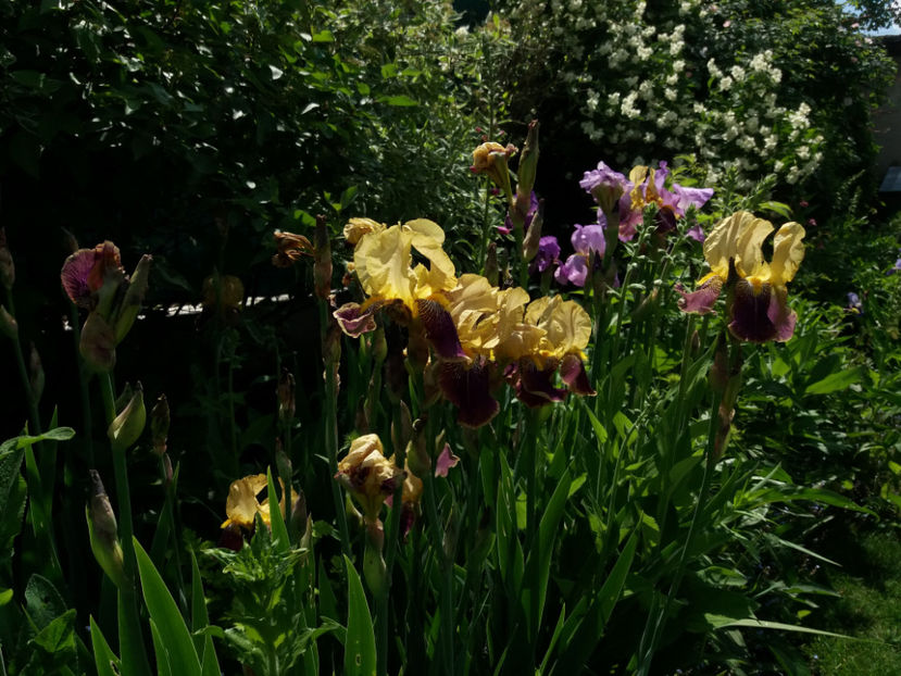 Picture 201 - Gradina 2018