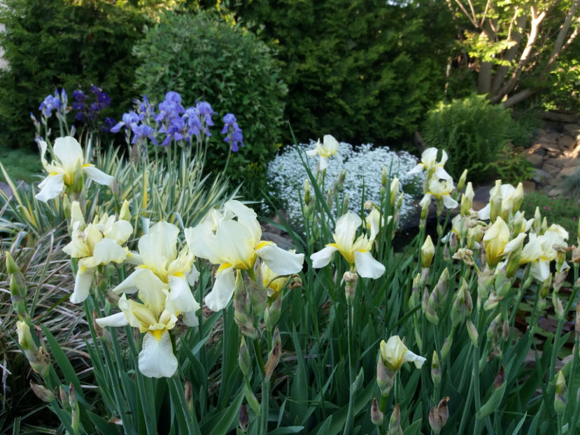 Picture 204 - Gradina 2018