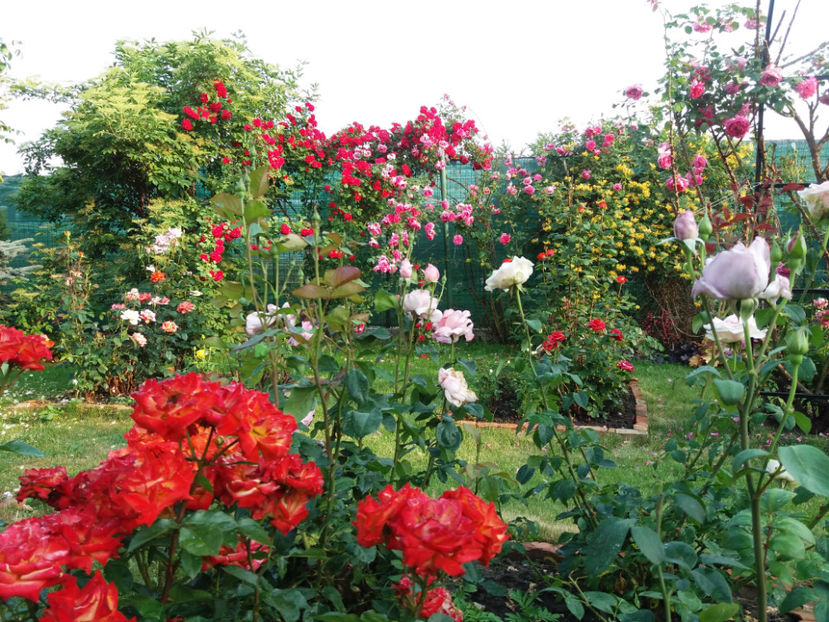 Picture 210 - Gradina 2018