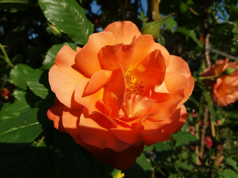 Picture 233 - Gradina 2018