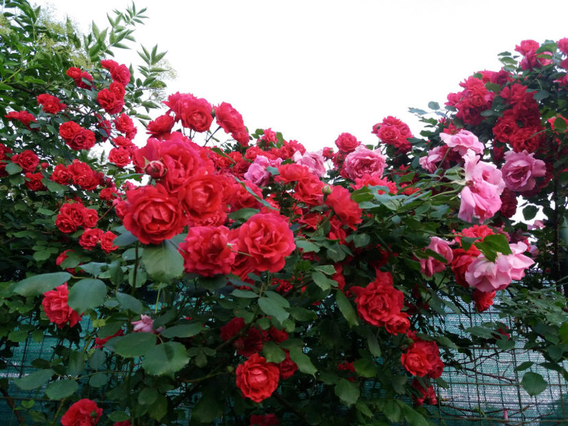 Picture 240 - Gradina 2018