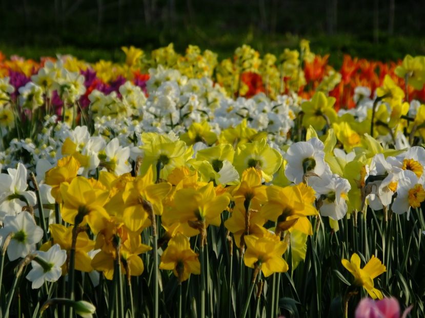  - 2018_03_Narcise_II