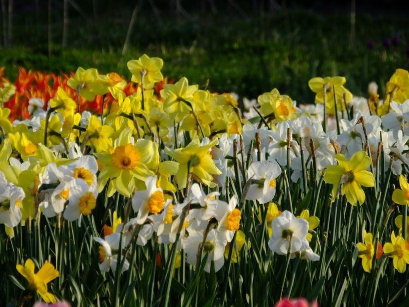  - 2018_03_Narcise_II