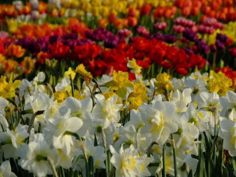  - 2018_03_Narcise_II