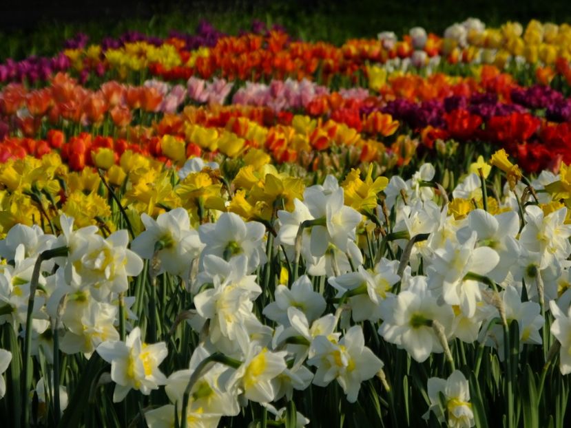  - 2018_03_Narcise_II