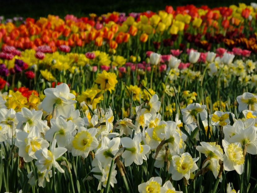  - 2018_03_Narcise_II