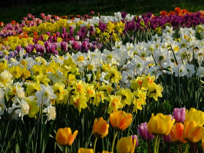  - 2018_03_Narcise_II