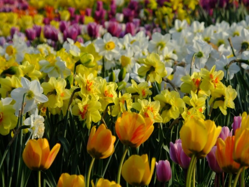  - 2018_03_Narcise_II