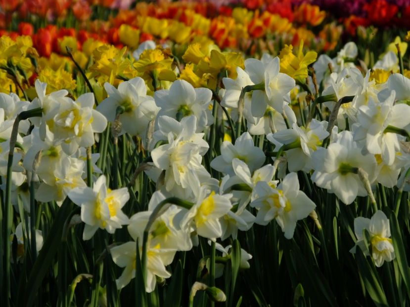  - 2018_03_Narcise_II