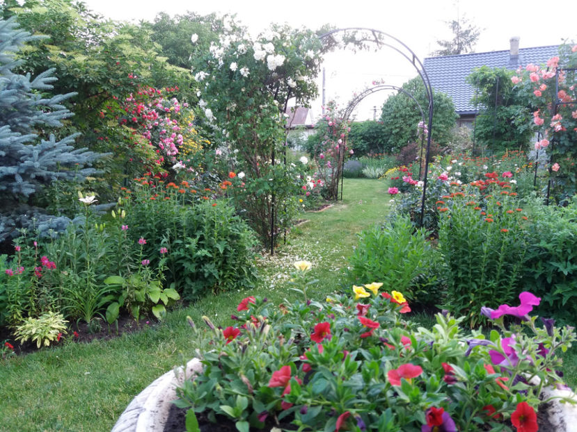 Picture 257 - Gradina 2018