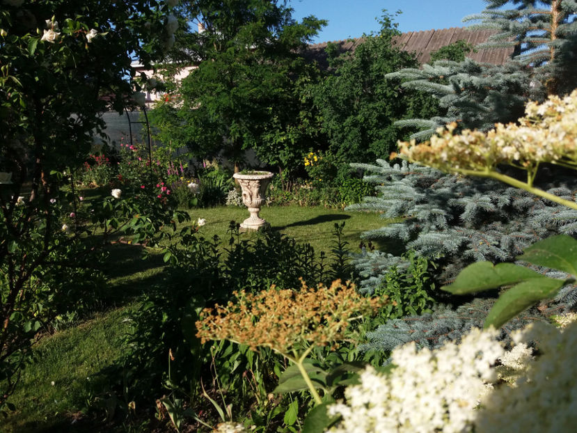 Picture 258 - Gradina 2018