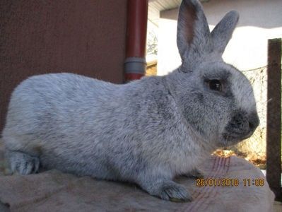 RO12-4772  mascul !!! - X ARHIVA IEPURI CE AM AVUT