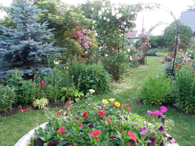 Picture 261 - Gradina 2018