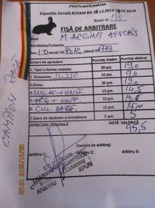 Marele Argint masc  RO12-1773 - X ARHIVA IEPURI CE AM AVUT