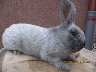 Marele Argint masc  RO12-1773 - X ARHIVA IEPURI CE AM AVUT