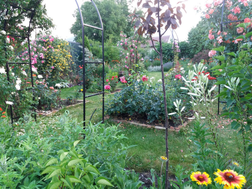 Picture 263 - Gradina 2018