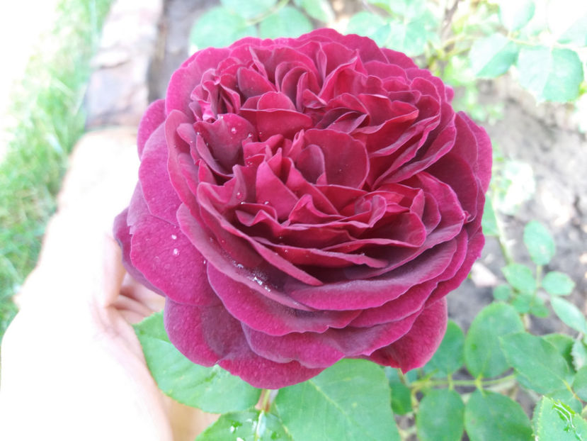 Picture 124 - Gradina 2018