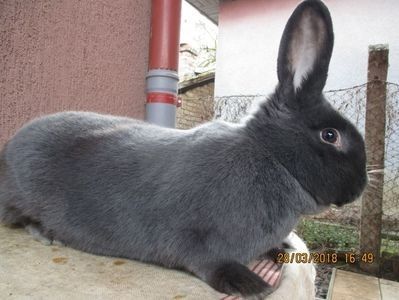 Albastru Wienez fem - X ARHIVA IEPURI CE AM AVUT